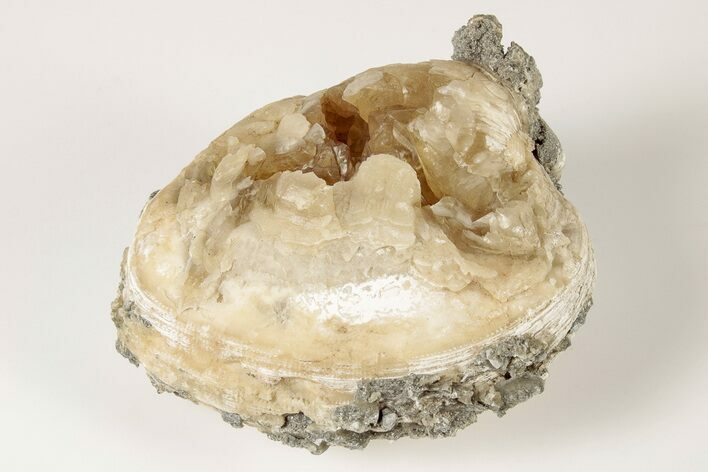 Fossil Clam with Fluorescent Calcite Crystals - Ruck's Pit, FL #191772